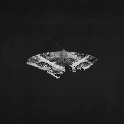 Black and white butterfly on a dark background