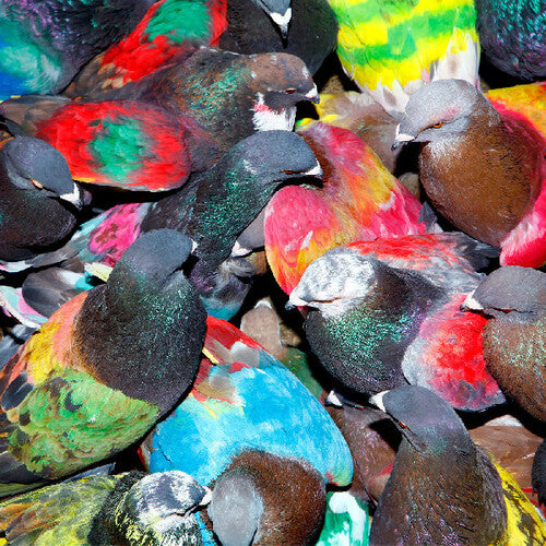 Group of colorful birds with a mix of red, green, blue, and brown feathers.