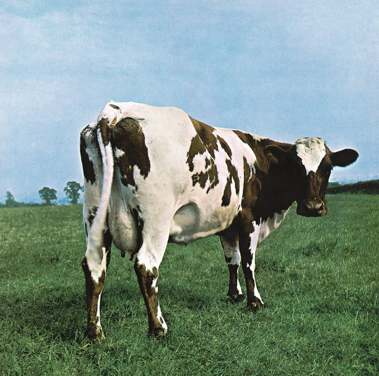 Cow standing in a grassy field with a blue sky background