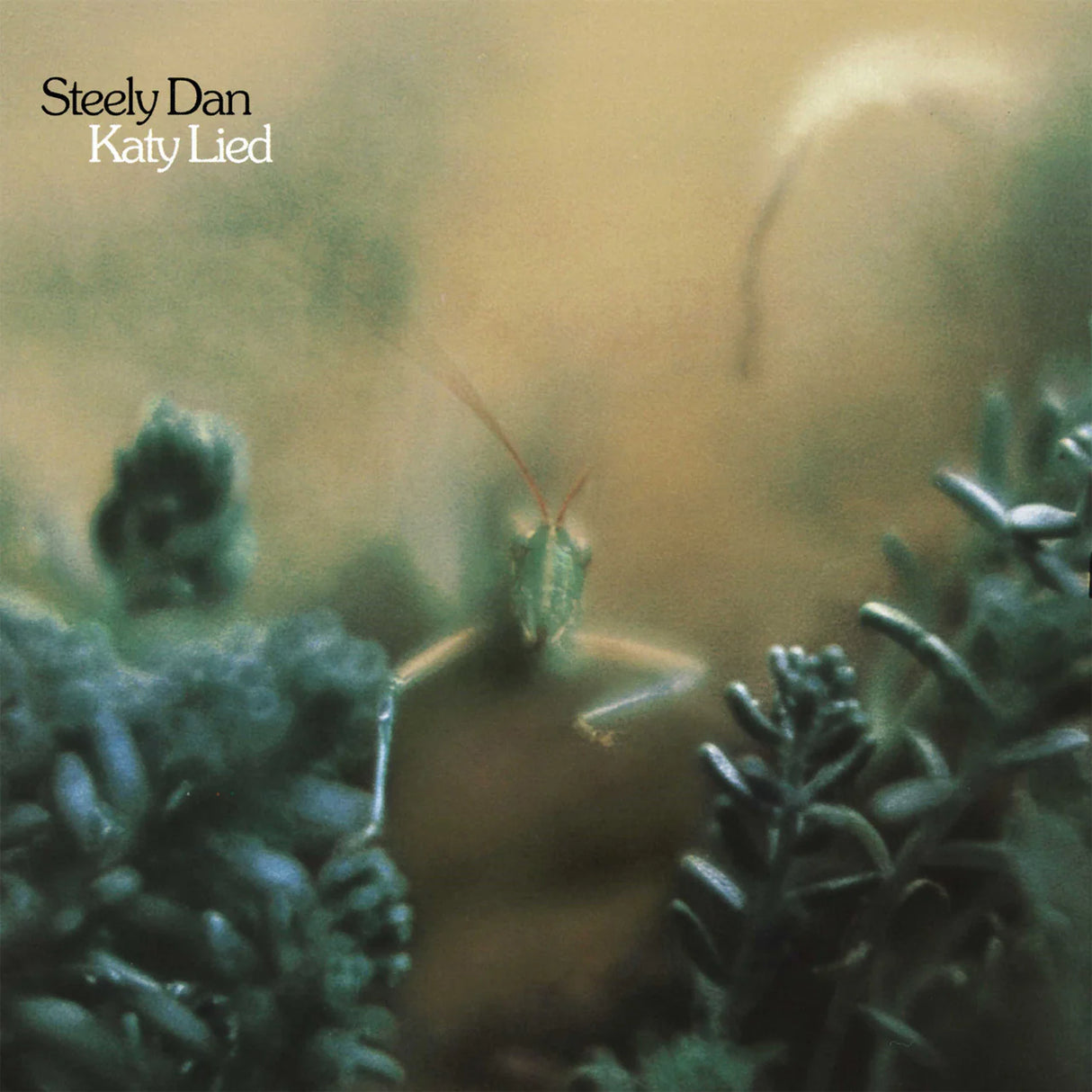 Album cover with a grasshopper on plants and 'Steely Dan Katy Lied' text.