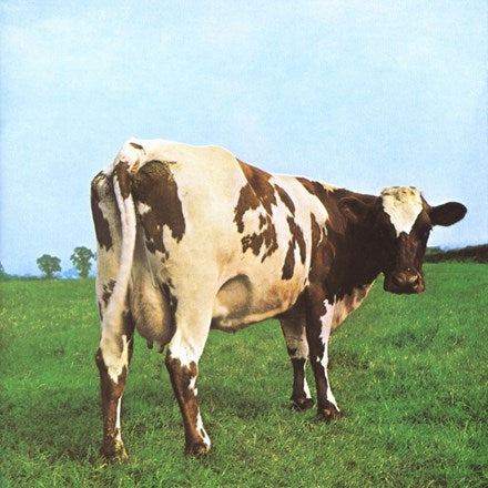 The album cover features a cow in a field, which is iconic and simplistic, representing the band Pink Floyd's sense of simplicity and mystique.