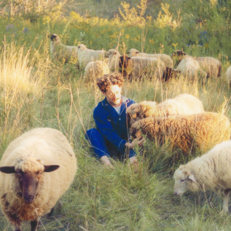 Person sitting among sheep in a grassy field