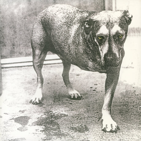 Black and white photo of a dog standing on a floor.