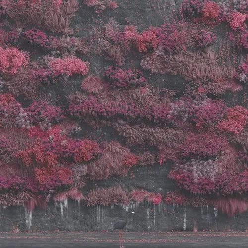 A album cover with a dark, textured background featuring a dense, pink-toned flora.