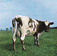 Cow standing in a grassy field with a blue sky background
