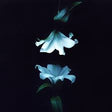 Three white lily flowers with green stems hanging vertically against a solid black background.
